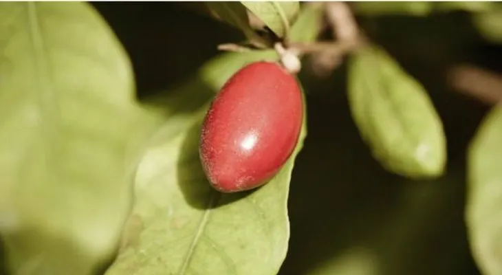 La "baya mágica": en busca del edulcorante perfecto