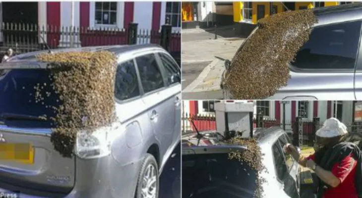 Hermosura de la naturaleza: 20,000 abejas persiguen vehículo por dos días para no abandonar su reina