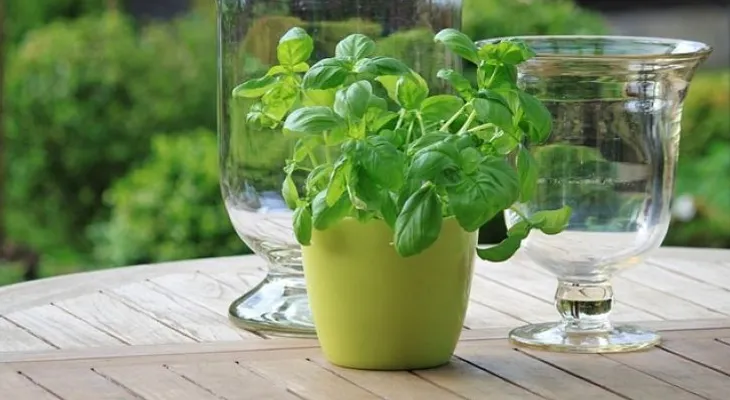 La albahaca tiene sorprendentes propiedades medicinales; descubre sus beneficios