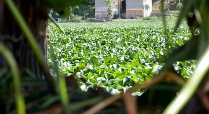 Toneladas de lilas cubren el río Ozama tras las lluvias recientes