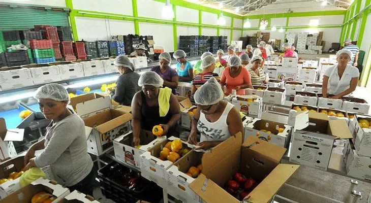 Revolución en producción de pimientos, tomates y pepinos en Constanza