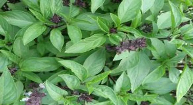 Si sano quieres estar, comiendo albahaca lo puedes lograr!