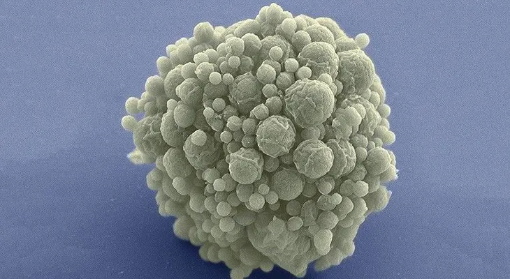 Científicos crean un microbio con la menor cantidad de genes y explican por qué es importante