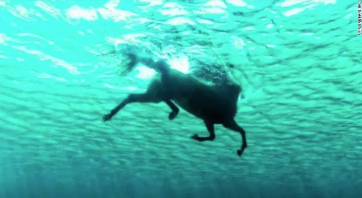 Dramático rescate de un caballo que nadó 11 kilómetros en el mar