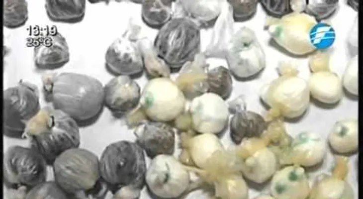 Un ratón narcotraficante pillado en una cárcel de Brasil (VIDEO)