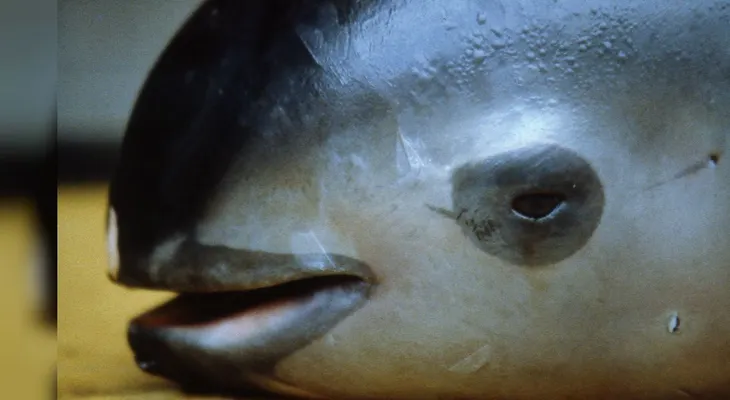 La vaquita mexicana se está extinguiendo