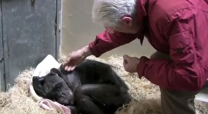 El conmovedor momento en que una moribunda chimpancé reconoce a un viejo amigo
