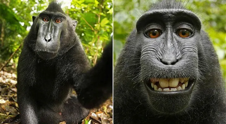 Un curioso ladrón: mono roba cámara y se toma selfie