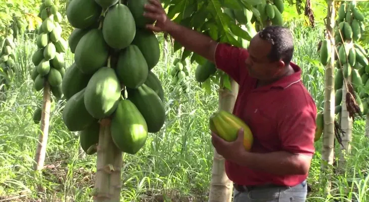 Regreso a la agricultura: ¿la opción económica para los puertorriqueños?