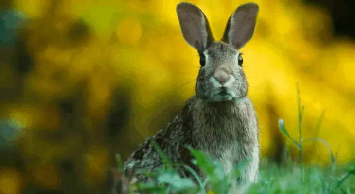25 Curiosidades sobre los conejos que ni te imaginabas