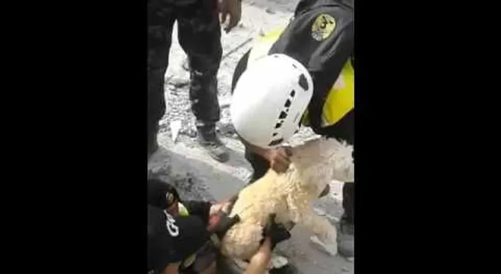Estremecedor rescate de un perro atrapado bajo escombros