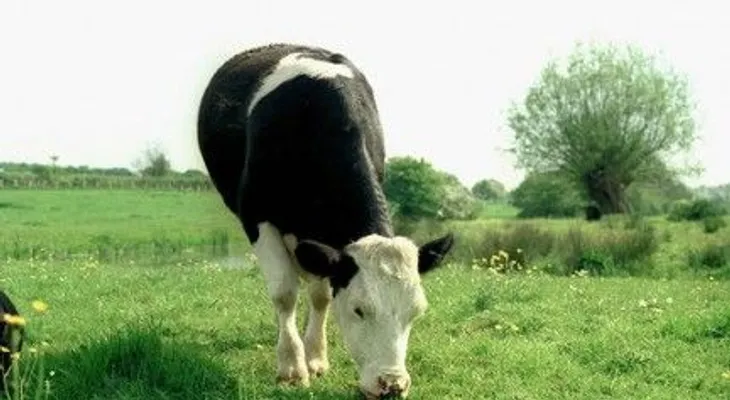 Una vaca que 