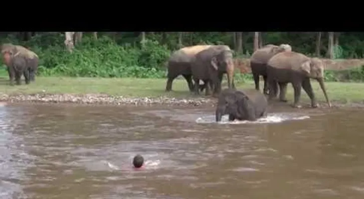Esta elefanta se lanza a un río para salvar a un hombre (VIDEO)