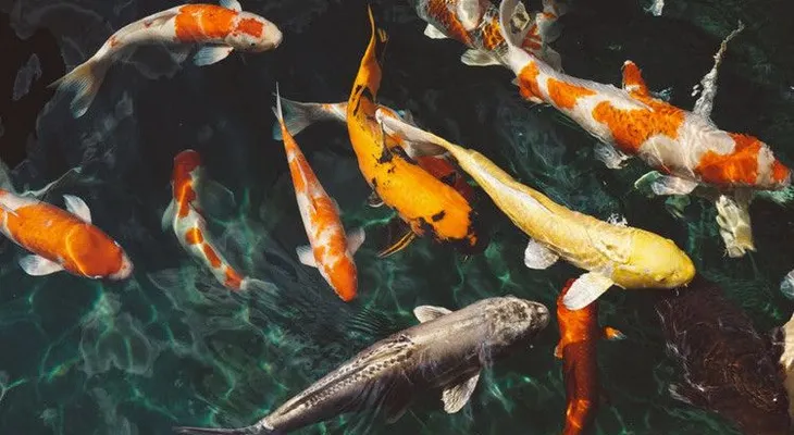 Unos peces congelados en pleno salto desconciertan a los científicos (Foto impresionante)