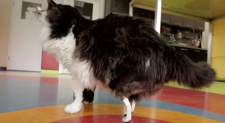 Bulgaria: un gato vuelve a caminar gracias a un par de patas biónicas