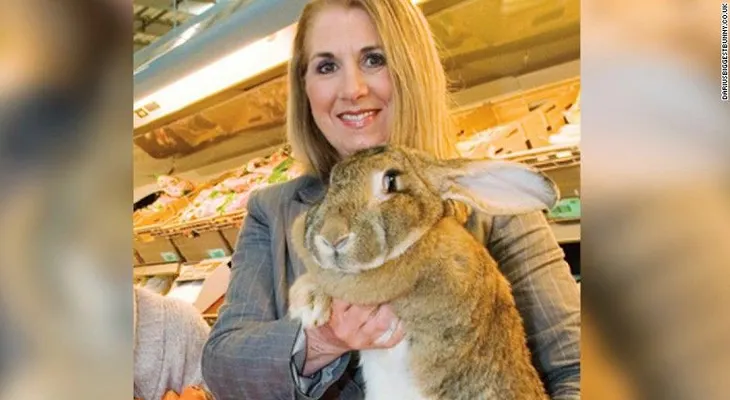 Simón, el que pudo haber sido el conejo más grande del mundo, murió durante un vuelo de United Airlines