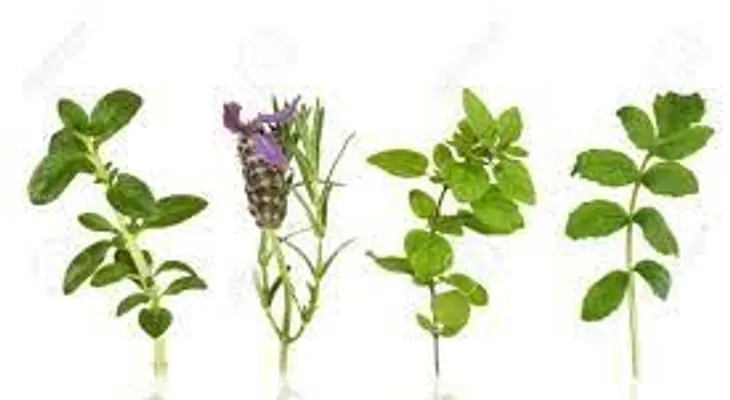 Tres plantas aromáticas que alejarán las moscas de tu hogar para siempre 