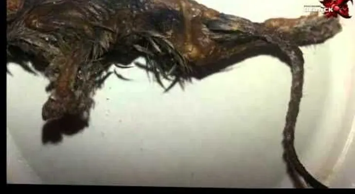 Criatura con parte ave y otra felino: creen puede ser un Grifo Mitológico (VIDEO)