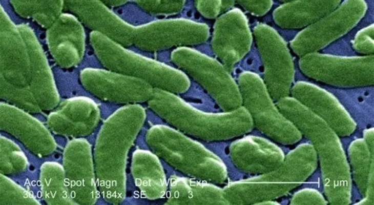 Dos muertos y once infectados en Florida por bacteria que devora la carne