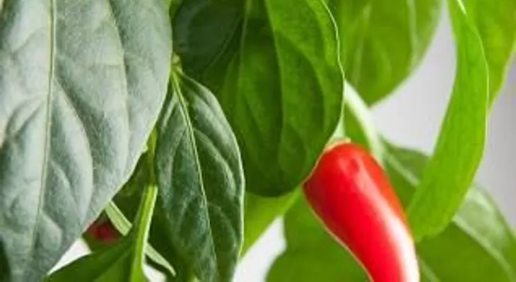 Mascarilla muy efectiva de pimiento rojo que quita manchas y arrugas a mujeres y hombres