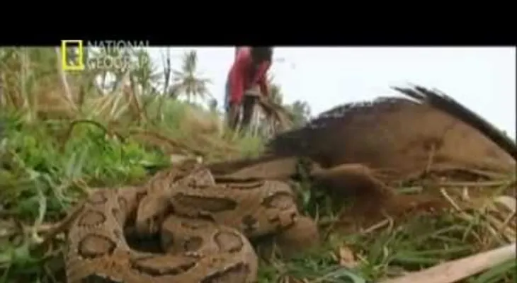 Animales más peligrosos del mundo india  (Video)