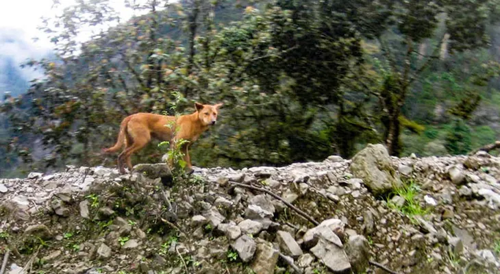 Redescubren medio siglo después, la raza de perro más rara y antigua del mundo 