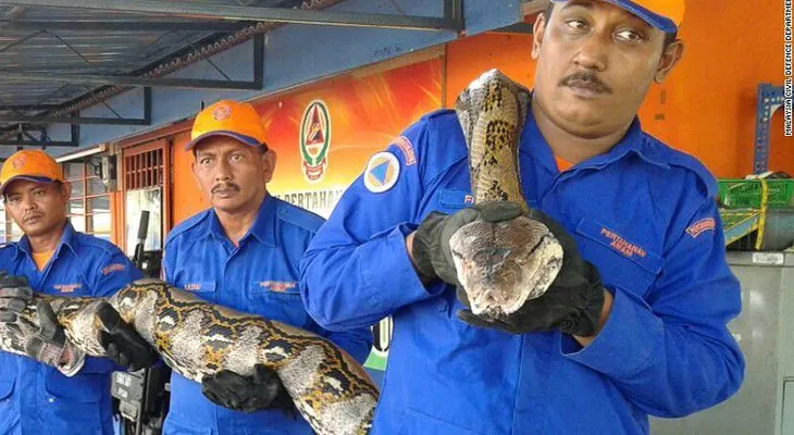 ¿Podría ser esta la serpiente más larga del mundo?