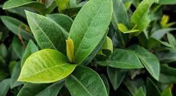 Una solución secreta con hoja del laurel que está cambiando vidas