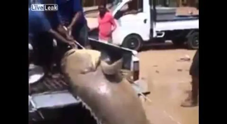 Atrapan un gigantesco pez en África occidental