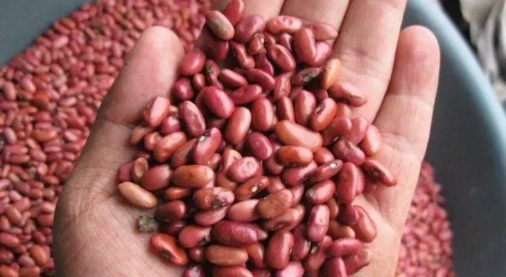 Por qué los granos enteros pueden sustituir la proteína de la carne roja