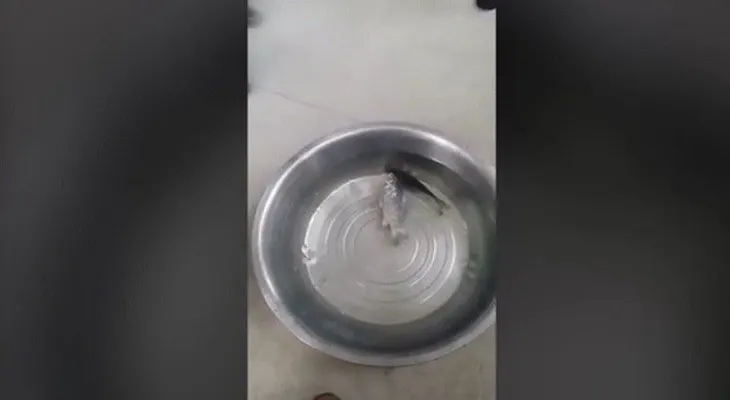 Sacan un pez del congelador y lo devuelven a la vida