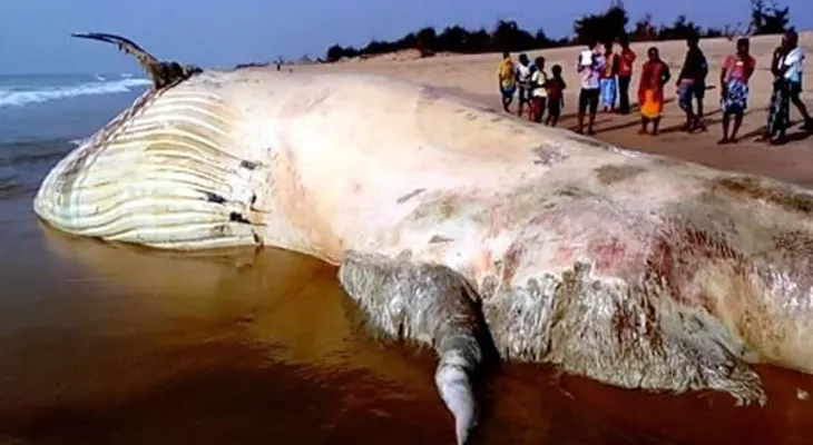 Asombro: hallan en una playa el cuerpo de la bestia más grande de los mares