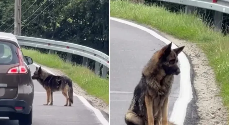 Atlas, el pastor alemán abandonado en una ruta de Polonia, esperó dos semanas a su familia y fue rescatado