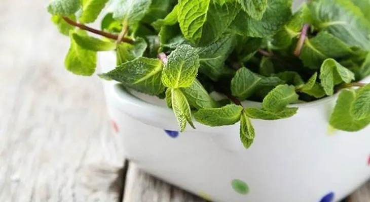 Infusión de menta luego de comer y sus beneficios para el cuerpo
