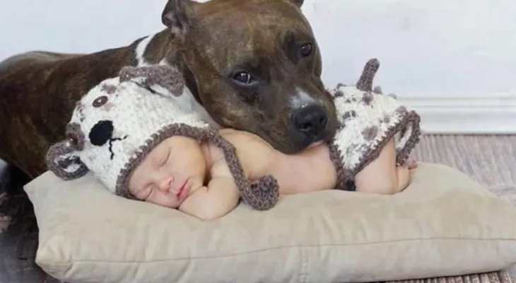 4 consejos que preparan a tu mascota para la llegada del bebé