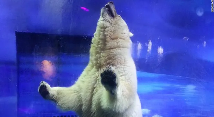 El oso polar más triste del mundo tiene un nuevo hogar temporal