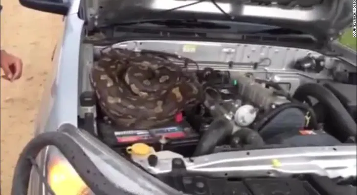 Hombre encuentra enorme pitón en el motor de su auto