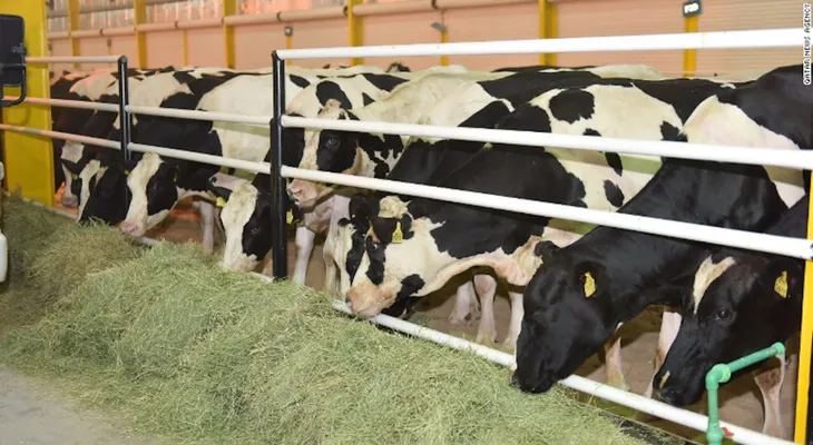 La estrategia de Qatar para enfrentar la escasez de leche: importar vacas