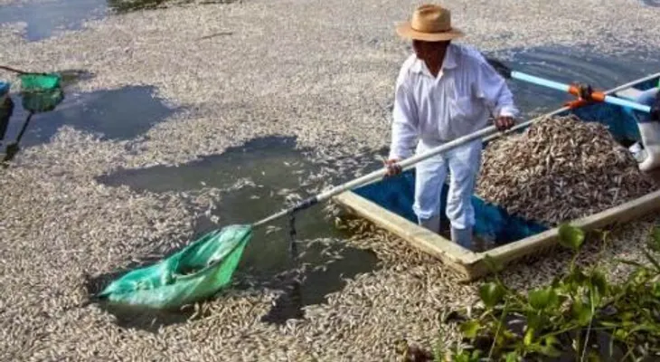 Toneladas de peces muertos en lago mexicano 