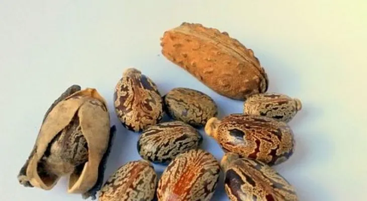 Aceite de ricino: indicaciones y contraindicaciones