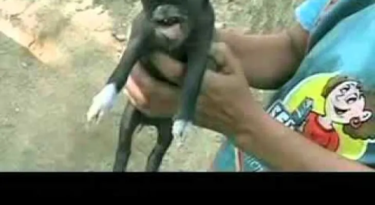 Nacimiento de cerdito con cabeza humana acapara la atención (VIDEO)