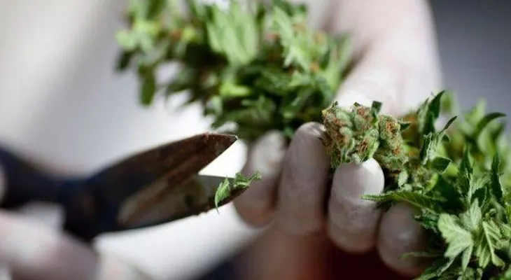 México toma pasos para legalizar uso medicinal de la marihuana 