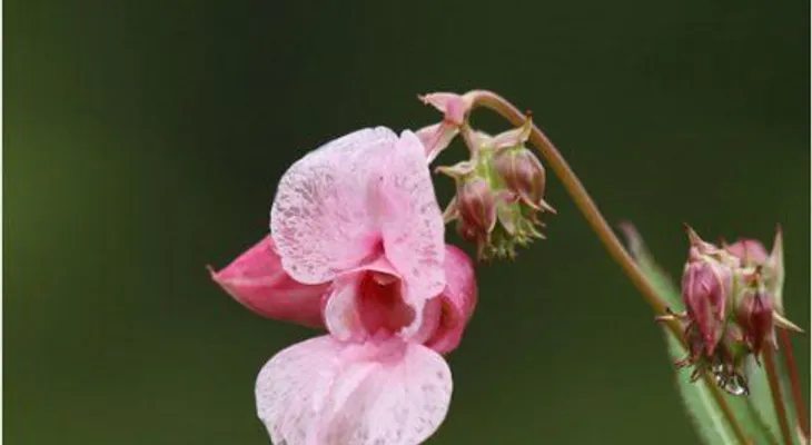 Las flores de Bach, esencias para curar el alma