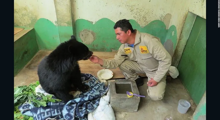 Oso que había sido dado por muerto recibe una segunda oportunidad en refugio boliviano