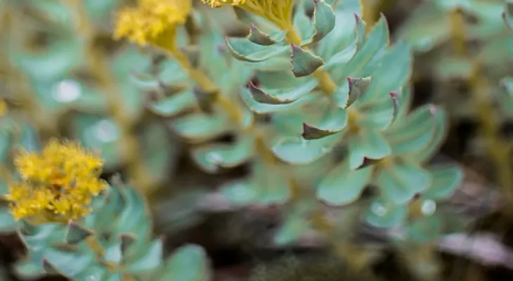 Estos son los efectos calmantes de té de Rhodiola