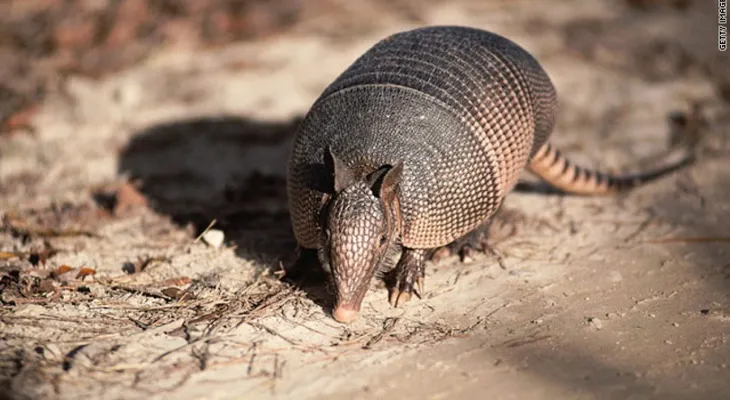 Hombre le dispara a un armadillo y bala impacta a su suegra