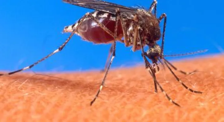 Aedes Aegypti y la chikungunya