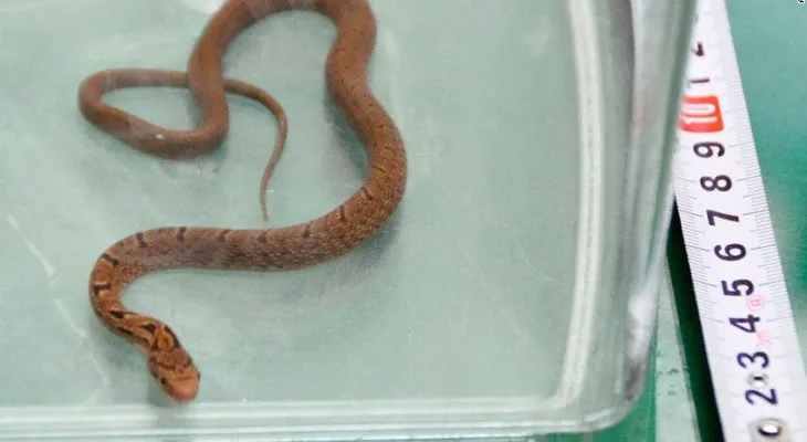 Serpiente a bordo: reptil ocasiona parada de emergencia en un tren de Japón