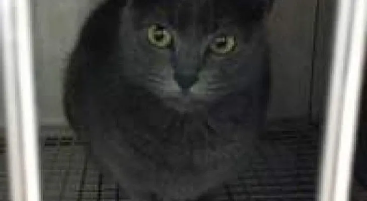Gato enloquece y ataca a sus dueños en Florida