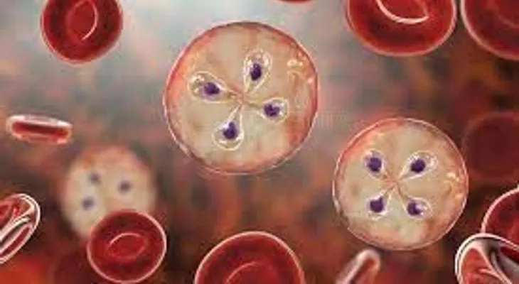 Si sientes fiebre, dolores musculares o de cabeza, podría ser babesiosis, enfermedad transmitida por garrapatas